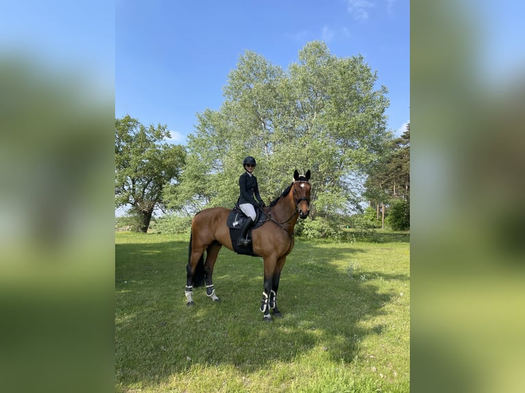 Polish Halfbred Gelding 11 years 17,2 hh Brown in Szklary G&#xF3;rne