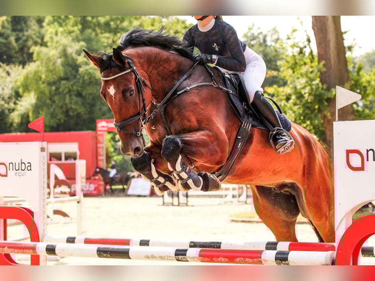 Polish Halfbred Gelding 11 years 17,2 hh Brown in Szklary G&#xF3;rne