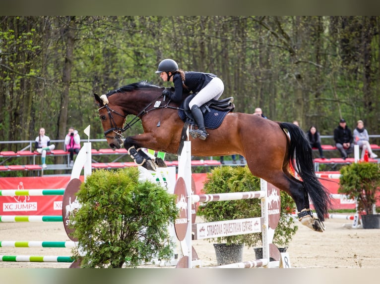 Polish Halfbred Gelding 11 years 17,2 hh Brown in Szklary G&#xF3;rne