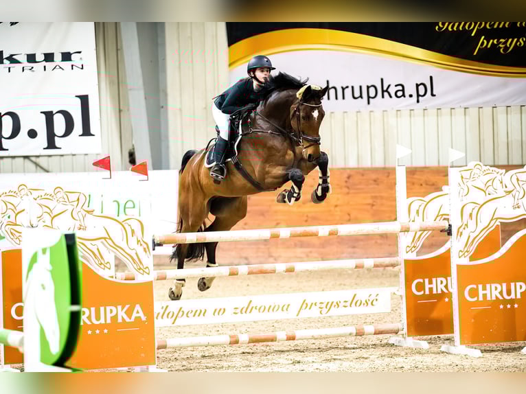 Polish Halfbred Gelding 11 years 17,2 hh Brown in Szklary G&#xF3;rne