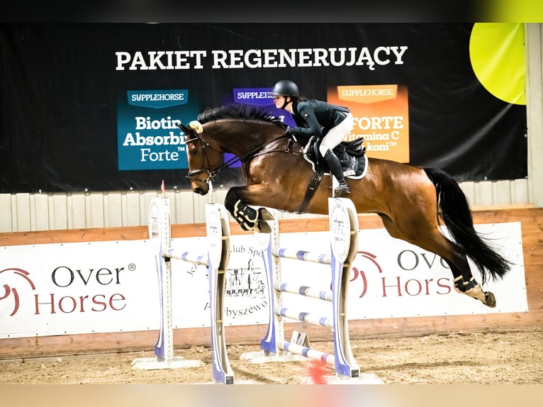 Polish Halfbred Gelding 11 years 17,2 hh Brown in Szklary G&#xF3;rne