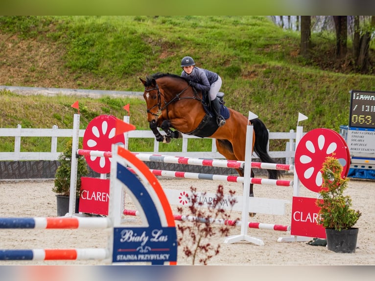 Polish Halfbred Gelding 11 years 17,2 hh Brown in Szklary G&#xF3;rne