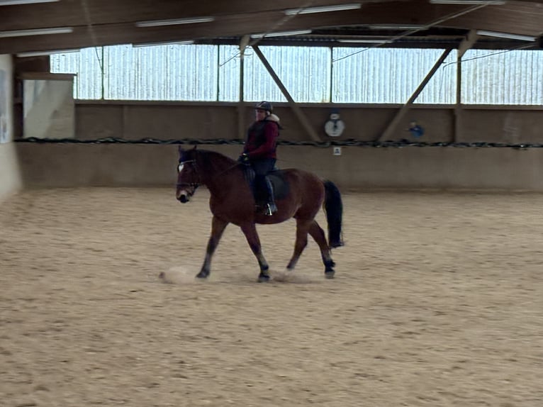 Polish Halfbred Gelding 11 years Brown in Neumarkt in der Oberpfalz