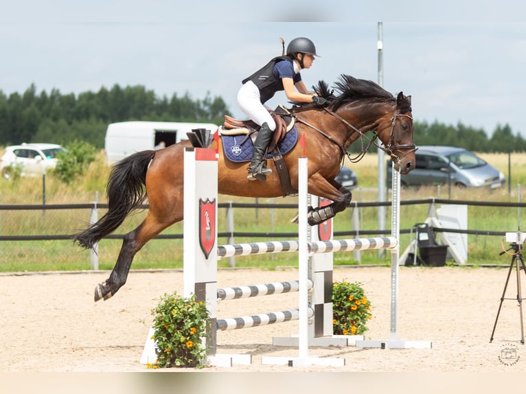 Polish Halfbred Gelding 11 years in Białystok