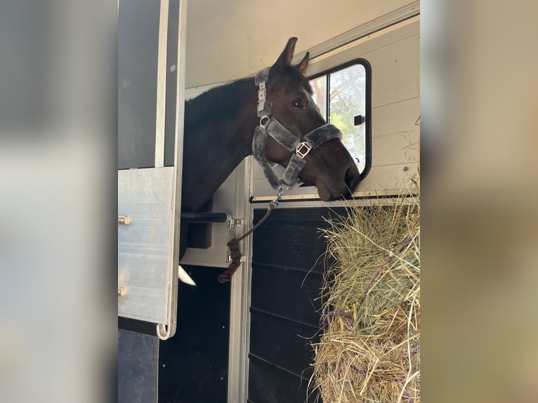 Polish Halfbred Gelding 11 years in Białystok