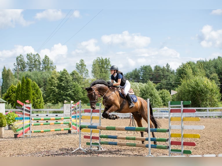 Polish Halfbred Gelding 11 years in Białystok