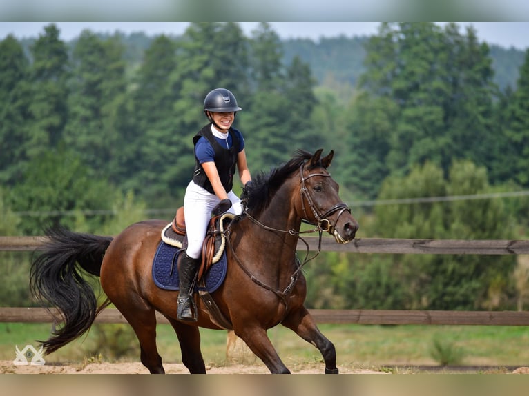 Polish Halfbred Gelding 11 years in Białystok