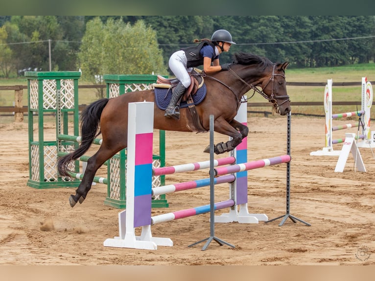 Polish Halfbred Gelding 11 years in Białystok