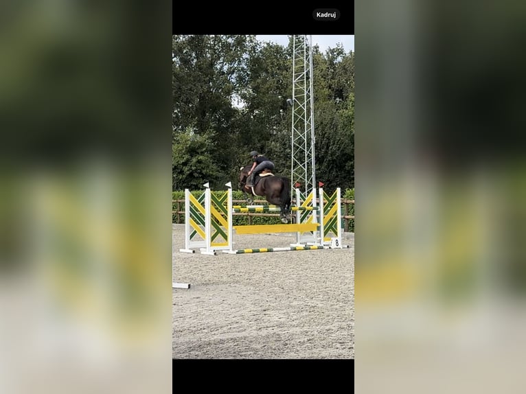 Polish Halfbred Gelding 12 years 16,3 hh Bay-Dark in stargard