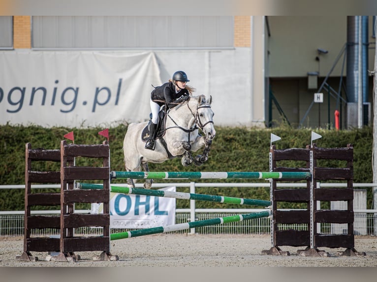 Polish Halfbred Gelding 12 years 16 hh Gray in Chwalęcice