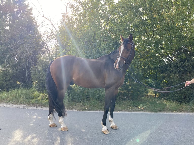 Polish Halfbred Gelding 12 years Brown in Kopanino