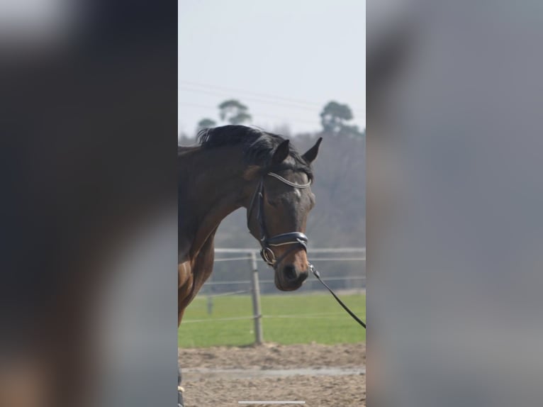 Polish Halfbred Gelding 13 years 15.3 hh Brown in Heidenrod