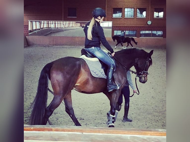 Polish Halfbred Gelding 13 years 15.3 hh Brown in Heidenrod