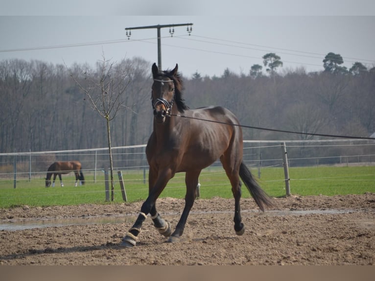 Polish Halfbred Gelding 13 years 15.3 hh Brown in Heidenrod