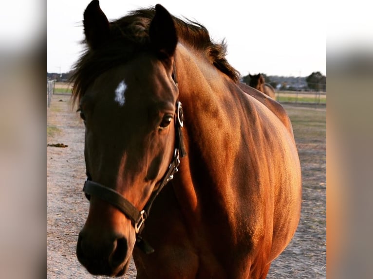 Polish Halfbred Gelding 13 years 15,3 hh Brown in Heidenrod