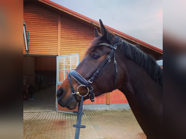 Polish Halfbred Gelding 13 years 15,3 hh Brown in Heidenrod