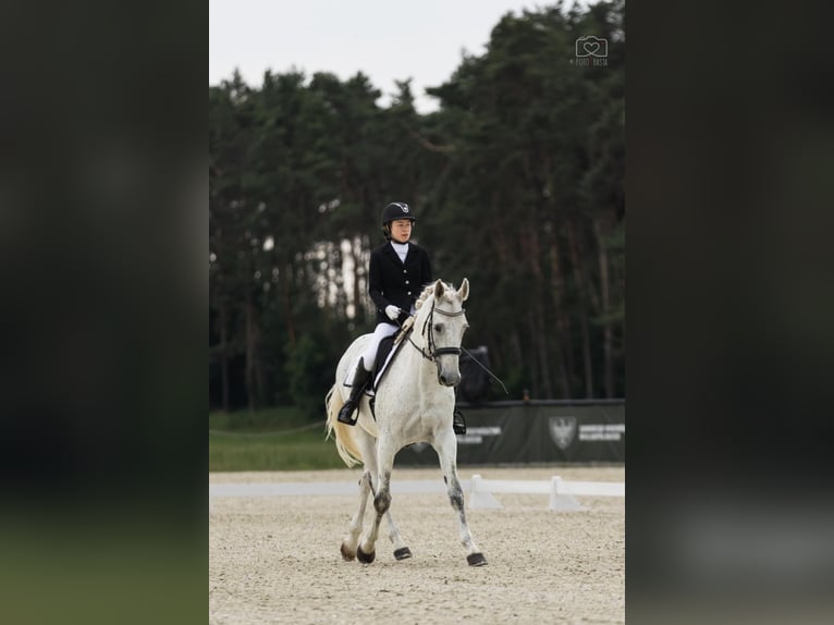 Polish Halfbred Gelding 13 years 16,1 hh Gray in Mosina