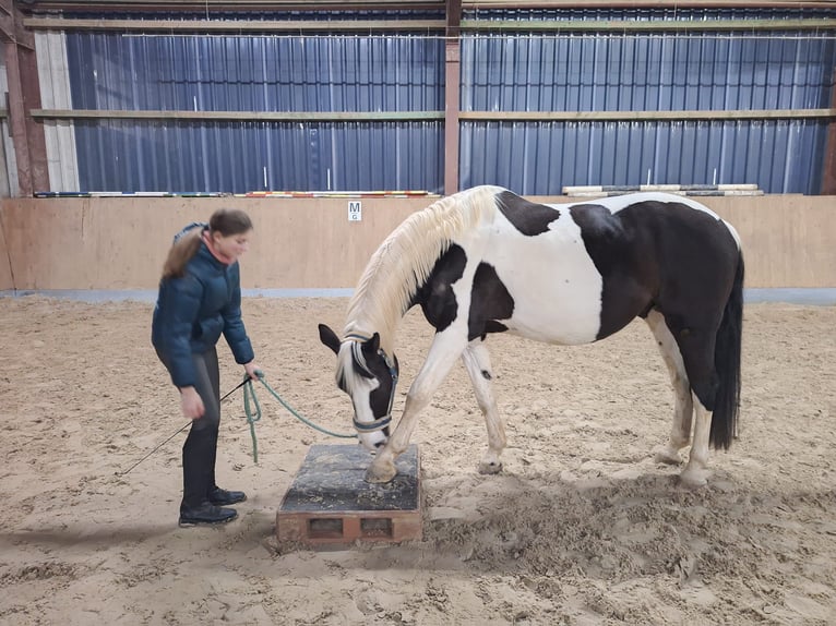 Polish Halfbred Gelding 13 years 16.1 hh Pinto in Wittmund Carolinensiel