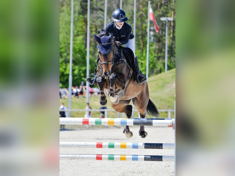 Polish Halfbred Gelding 13 years 16,3 hh Bay-Dark in Barłomino