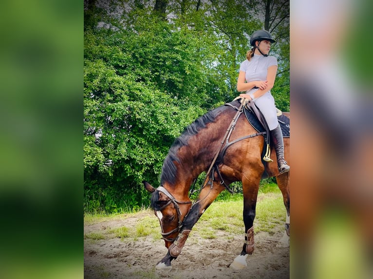 Polish Halfbred Gelding 13 years 16,3 hh Brown in Majdany