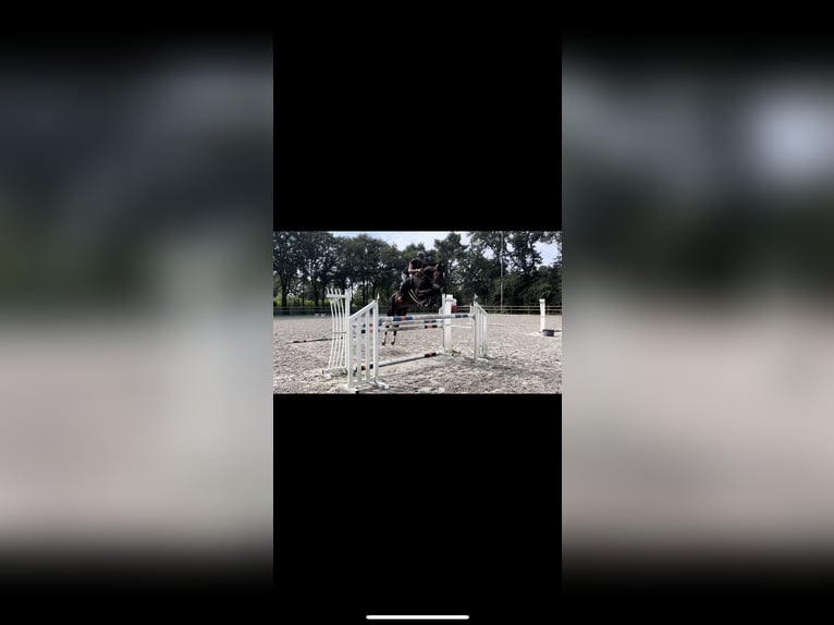 Polish Halfbred Gelding 13 years 16,3 hh Brown in BONIN 12