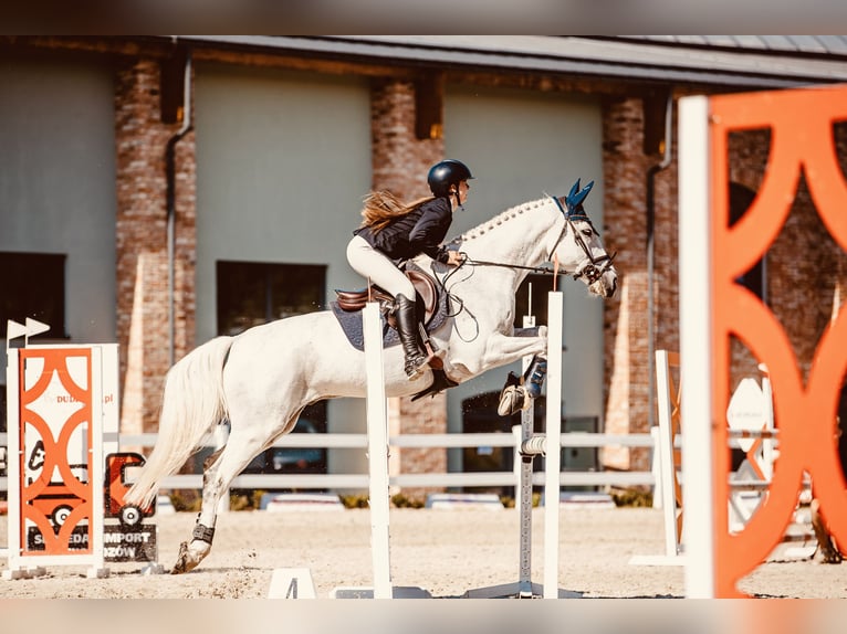 Polish Halfbred Gelding 13 years Grey in Aleksandrów Łódzki