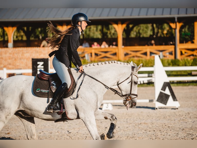 Polish Halfbred Gelding 13 years Grey in Aleksandrów Łódzki