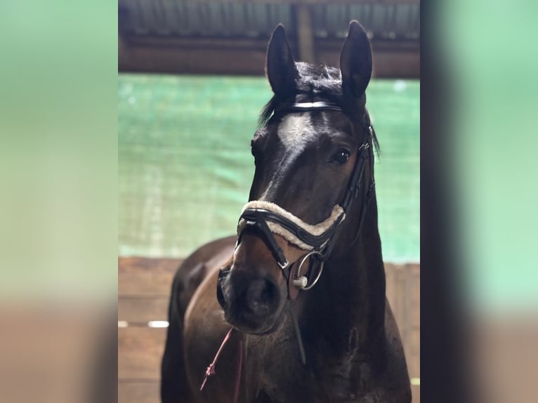 Polish Halfbred Gelding 14 years 16 hh Bay-Dark in Koryta