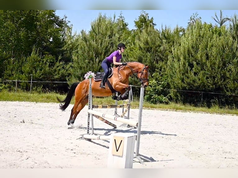 Polish Halfbred Gelding 14 years 16 hh Brown in Zar&#x119;by