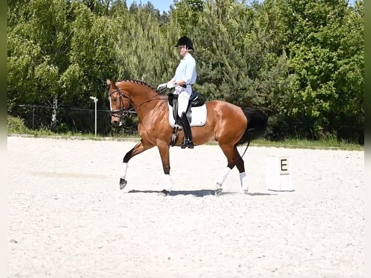 Polish Halfbred Gelding 14 years 16 hh Brown in Zar&#x119;by