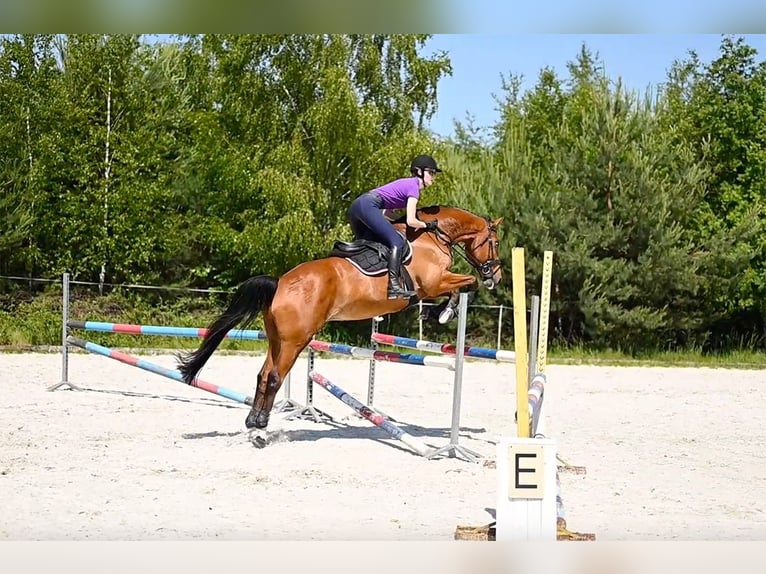 Polish Halfbred Gelding 14 years 16 hh Brown in Zar&#x119;by