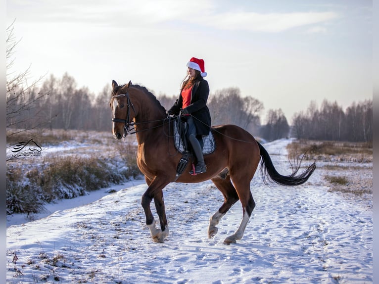 Polish Halfbred Gelding 14 years 16,2 hh Brown in August&#xF3;wek