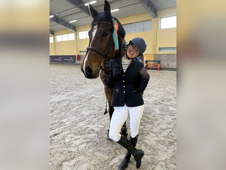 Polish Halfbred Mix Gelding 14 years 17 hh Bay in Janików