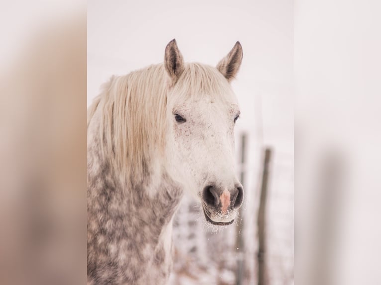 Polish Halfbred Gelding 15 years 15.2 hh Grey-Blue-Tan in Nandlstadt
