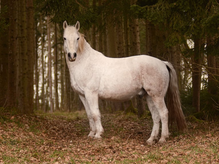 Polish Halfbred Gelding 15 years 15.2 hh Grey-Blue-Tan in Nandlstadt