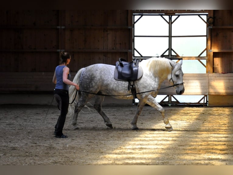 Polish Halfbred Gelding 15 years 15.2 hh Grey-Blue-Tan in Nandlstadt