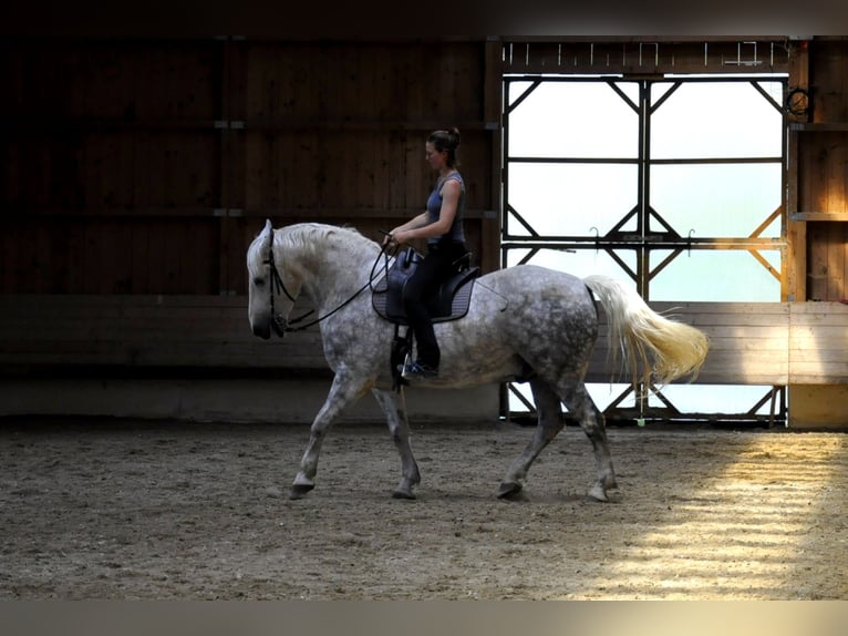 Polish Halfbred Gelding 15 years 15,2 hh Grey-Blue-Tan in Nandlstadt