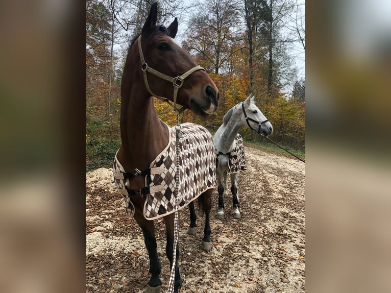Polish Halfbred Gelding 15 years 16.2 hh Brown in Aichwald