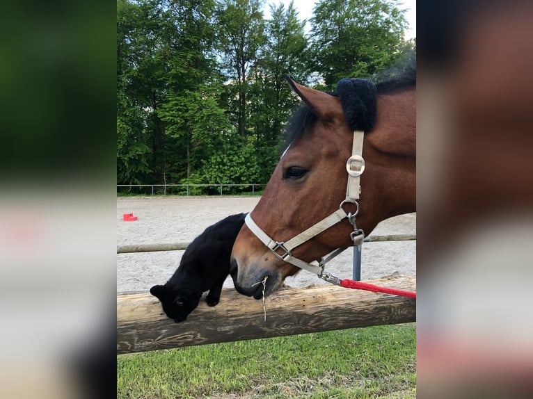 Polish Halfbred Gelding 15 years 16.2 hh Brown in Aichwald