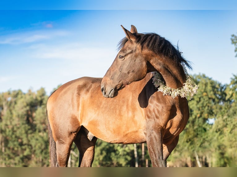 Polish Halfbred Gelding 15 years 16 hh Brown in PyrbaumSeligenporten