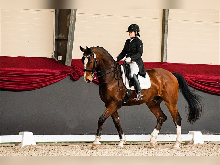 Polish Halfbred Gelding 15 years 16,2 hh Brown in Augustówek