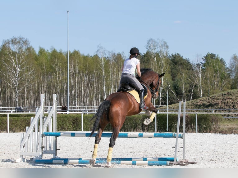 Polish Halfbred Gelding 15 years 16,2 hh Brown in Augustówek
