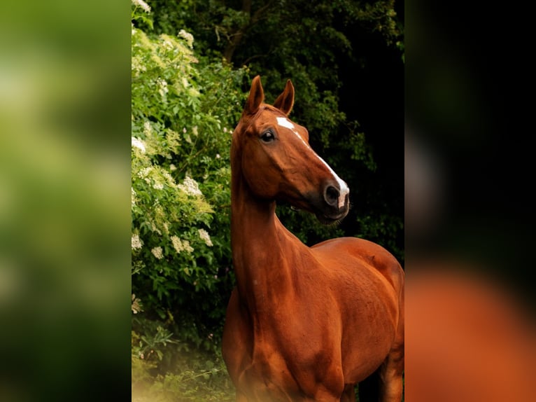 Polish Halfbred Gelding 15 years 16,3 hh Chestnut-Red in Miedzy&#x144;