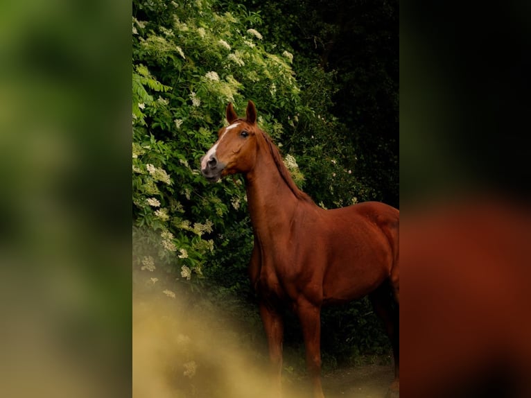 Polish Halfbred Gelding 15 years 16,3 hh Chestnut-Red in Miedzy&#x144;