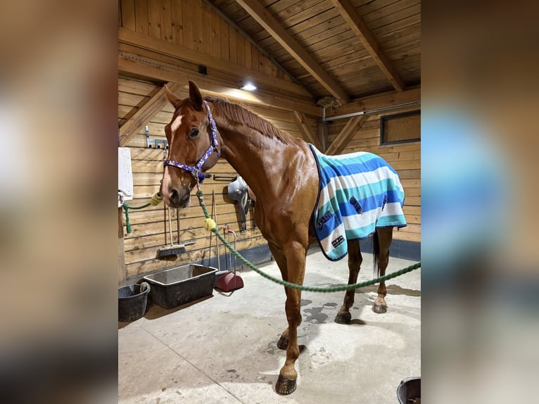 Polish Halfbred Gelding 15 years 16,3 hh Chestnut-Red in Miedzy&#x144;