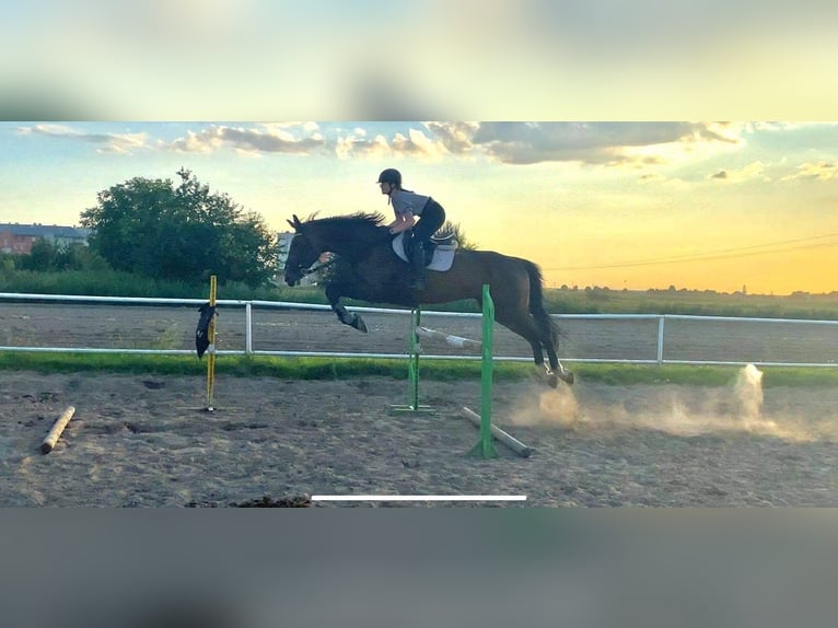 Polish Halfbred Gelding 15 years 17 hh Bay-Dark in Kalisz Polish Halfbred Gelding 15 years 17 hh Bay-Dark in Kalisz