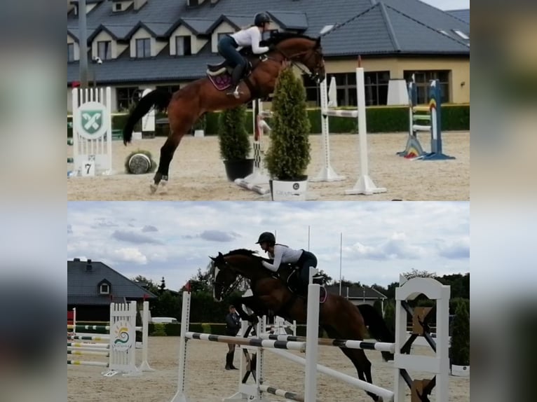 Polish Halfbred Gelding 16 years 17 hh Brown in warka