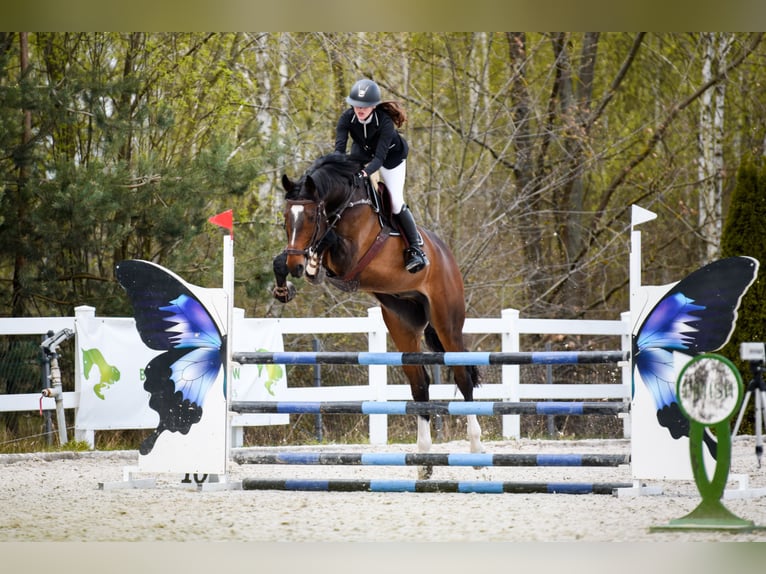 Polish Halfbred Gelding 17 years 17 hh Smoky-Black in Warszawa