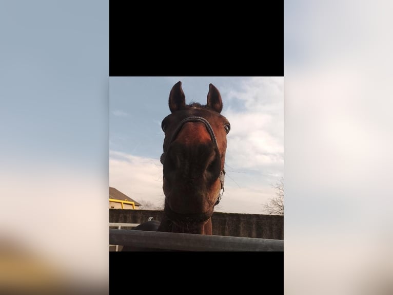 Polish Halfbred Gelding 18 years 17 hh Brown in Nidderau