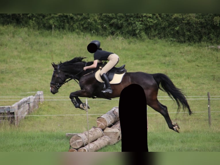 Polish Halfbred Gelding 19 years 16 hh Bay-Dark in Rambrouch